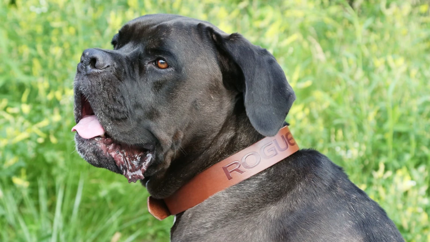 Rogue Fitness Rogue Leather Dog Collar - Image 5