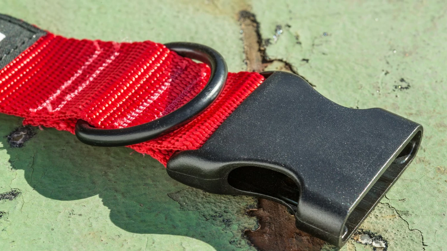 Rogue Fitness Rogue Nylon Dog Collar - Image 4