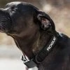 Rogue Fitness Rogue Nylon Dog Collar