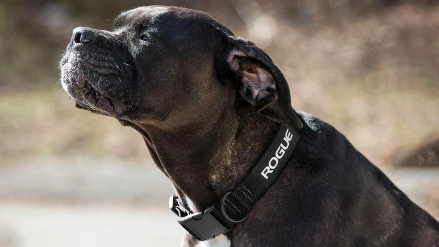 Rogue Fitness Rogue Nylon Dog Collar