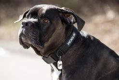 Rogue Fitness Rogue Dog Collar MIL Edition -Rogue Fitness RA1005 WEB5 msoy7k